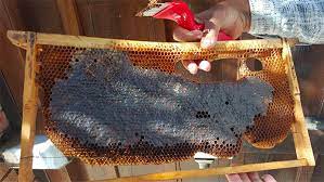PAAAFR regulates beekeeping in Kuwait